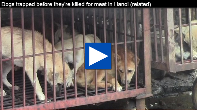 Nhung con cho ngo ngac cho chet tai mot lo giet mo o Ha Noi hinh anh