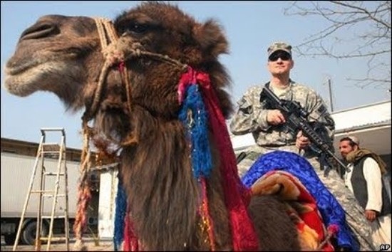 Vai trò của lạc đà đã giảm đi nhanh chóng với sự phát triển của súng từ năm 1700 đến 1800, nhưng người ta vẫn thấy quân đội Anh sử dụng chúng trong Thế chiến I và hiện nay là Ấn Độ.