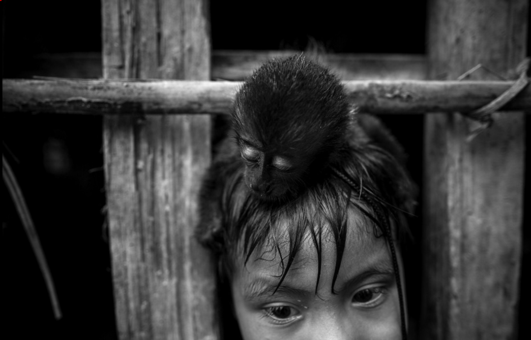 “Những người Awa chưa bao giờ nhìn thấy máy ảnh, máy tính hay vòi hoa sen. Họ tỏ ra kinh ngạc và hạnh phúc khi trông thấy một máy bay rực thăng”, nhiếp ảnh gia Daniel nói. Ông Daniel đã giao tiếp với những người trong bộ lạc qua các dấu hiệu bằng tay. 