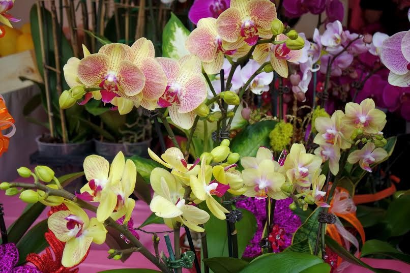Những người bán hàng cho biết, chợ hoa năm nay quy tụ nhiều loại 