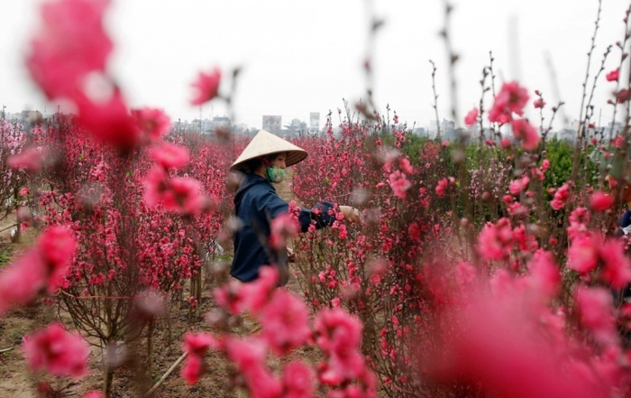 Một phụ nữ đang chăm sóc cành đào tại một khu vườn tại Hà Nội để chuẩn bị phục vụ người dân trong dịp Tết cổ truyền tại Việt Nam. Ảnh: Reuters