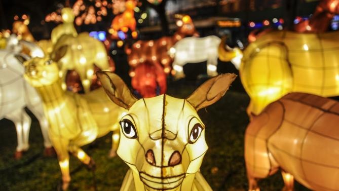 Những lồng đèn hình con dê trưng bày tại khu phố người Hoa ở Singapore. Người dân nơi đây sử dụng hơn 300 lồng đèn thắp sáng để trang trí đón Tết. Ảnh: Reuters