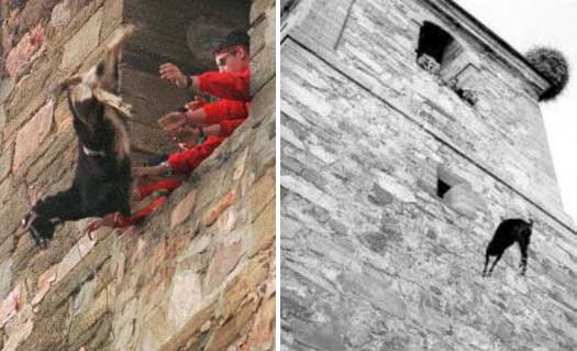 Tục ném dê từ trên tháp cao của một ngôi làng ở Tây Ban Nha. Ảnh: weirdbeliever