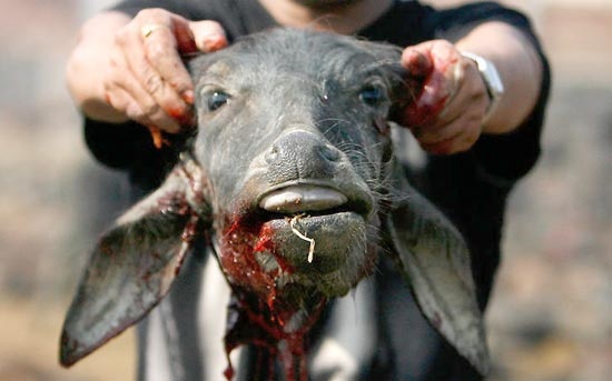 Một con dê vừa bị chặt đầu trong lễ tế nữ thần Gadhimai. Ảnh: Asianoffbeat