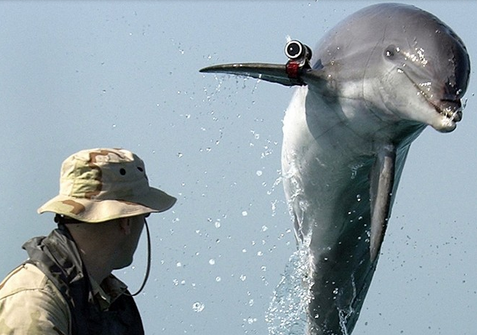 Ca heo bao ve kho vu khi hat nhan lon nhat the gioi hinh anh