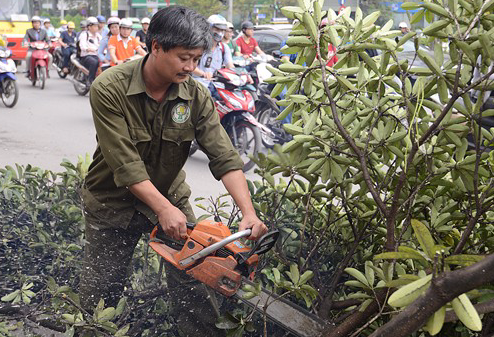 Bao nuoc ngoai dua tin ve 6.700 cay xanh o Ha Noi hinh anh