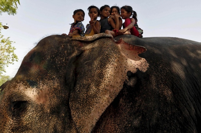 Những đứa trẻ ngồi trên lưng một chú voi tại một ngôi đền ở thành phố Ahmedabad, Ấn Độ. 