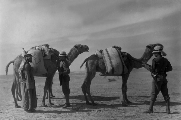 Cảnh sát có vũ trang kiểm tra một người Bedouin (dân du mục gốc Arab) cùng hai con lạc đà của anh ta vì nghi buôn lậu thuốc phiện.