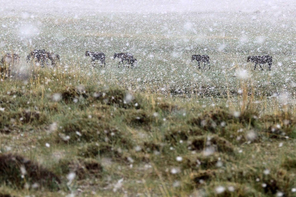 Phía bắc Tân Cương, thời tiết mát mẻ. 