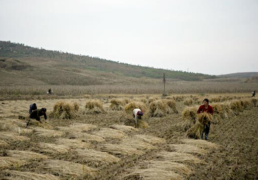 Người nông dân thu hoạch lúa tại vùng ngoại ô Bình Nhưỡng.