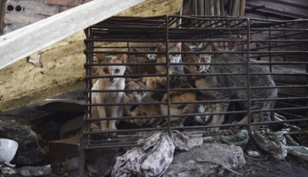 Những con mèo chen chúc nhau trong lồng chật hẹp tại nhà hàng ở thành phố Bắc Ninh. Ảnh: