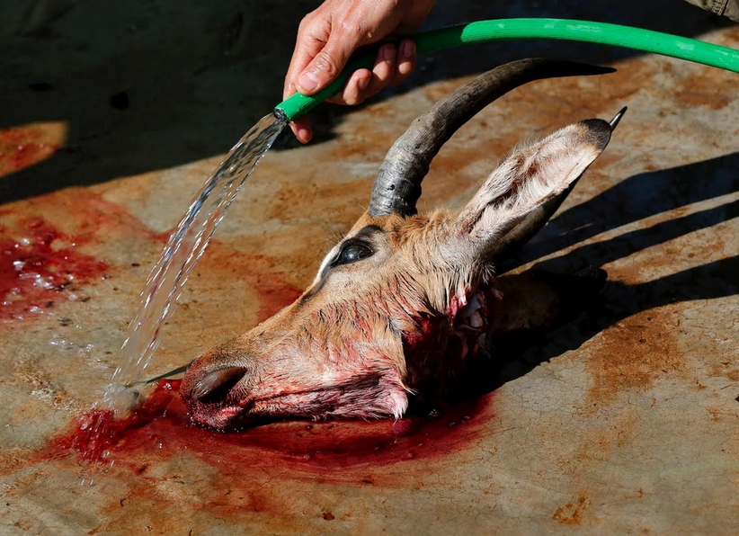 Canh san thu hoang tai khu bao ton o Nam Phi hinh anh