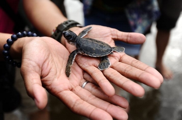 Ngoài xúc xích, khoai tây chiên và các món nướng, người Mỹ còn chế biến nhiều món ăn độc đáo khác để kỷ niệm ngày lễ độc lập, trong đó phải kể đến món súp rùa.Theo truyền thuyết, ngày 4/7/1776, cựu tổng thống John Adams cùng vợ ăn mừng lễ độc lập với món chính là súp rùa, cá hồi kho với nước sốt trứng, đậu xanh và khoai tây luộc. Họ còn đặt lên bàn ăn cả món bánh pudding của Ấn Độ và bánh táo.