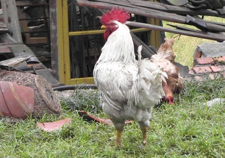 Bien vat nuoi thanh cong cu du bao dong dat o Trung Quoc hinh anh