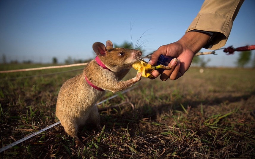 Quy trinh huan luyen chuot pha min o Campuchia hinh anh