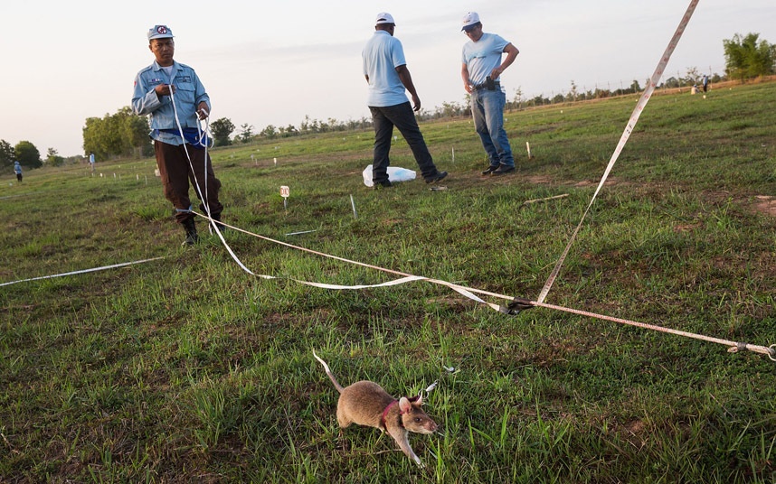 Chuột dùng khứu giác để phân biệt thuốc nổ TNT với các mùi khác. 