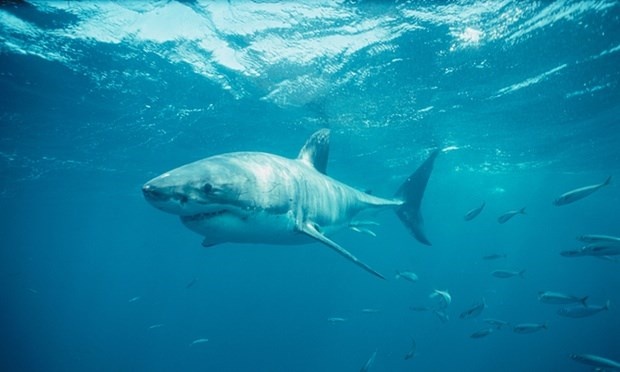 Con chung kien ca map can chet cha hinh anh