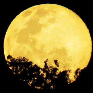 Mặt trăng trên bầu trời ở khu vực núi Coot-tha ở thành phố Brisbane của Australia.