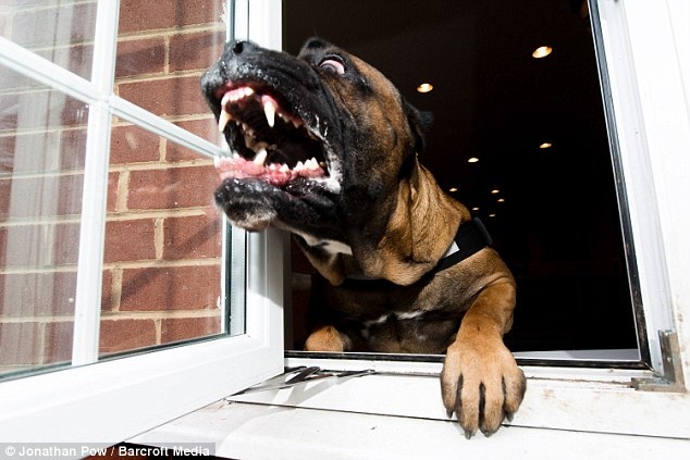 Ben trong noi huan luyen cho bao ve nguoi giau hinh anh