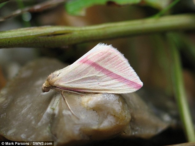 Năm 2014, số lượng bướm đêm Vesta tại Anh đạt đỉnh điểm. Chúng xuất hiện nhiều ở phía bắc Scotland và Bắc Ireland. Sải cánh trung bình của bướm Vesta là 2,8 cm.