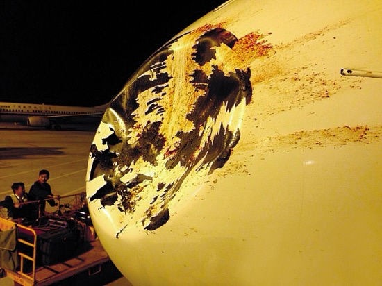 Vết lõm, trầy xước và vết máu xuất hiện trên mũi máy bay của hãng Hainan Airlines sau cú va chạm với chim. Ảnh: wantinews.