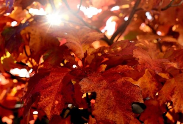 Lá cây chuyển sang màu đỏ và bắt đầu rụng vào mùa thu ở thành phố Essen của Đức. Ảnh: AFP