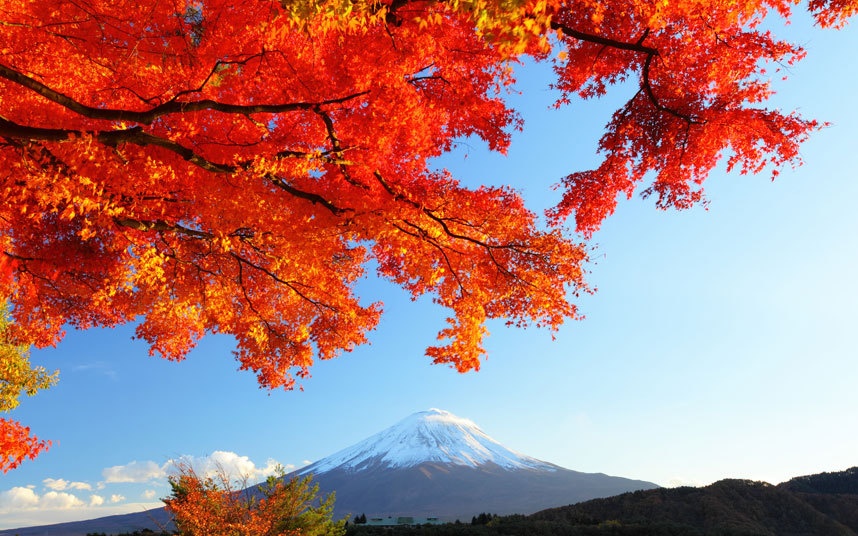 Trong tiếng Nhật, “koyo” có nghĩa là lá mùa thu. Từ giữa tháng 9 hàng năm, hiện tượng “koyo” xuất hiện từ Hokkaido tới phía nam đất nước và đạt đỉnh điểm vào cuối tháng 11. Thậm chí, người ta vẫn có thể thấy lá mùa thu tại thủ đô Tokyo và thành phố Kyoto trong tháng 12.