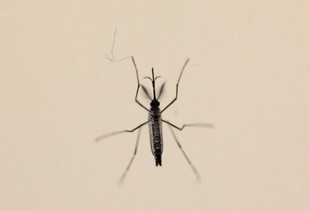virus Zika ở Mỹ ảnh 2 virus Zika o My anh 2