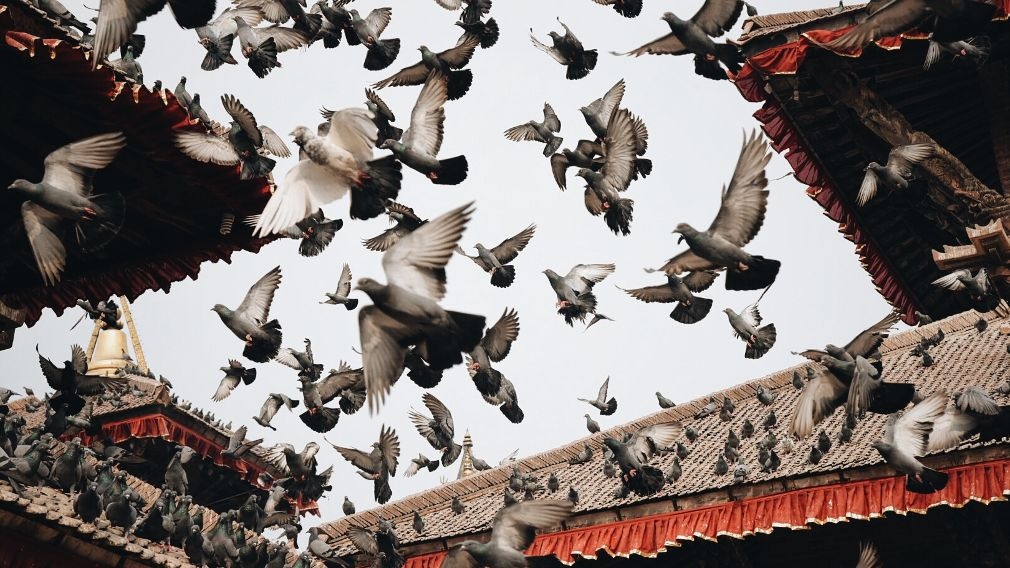 Nhung vet seo chua lanh mot nam sau dong dat Nepal hinh anh