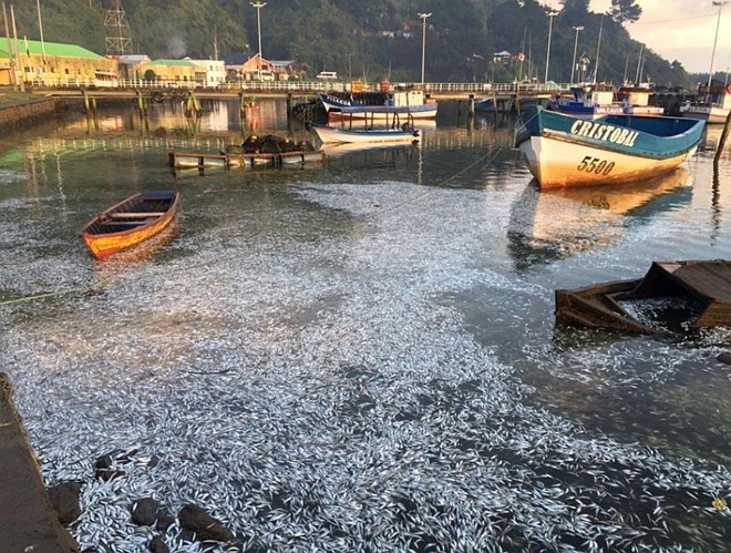 nguyên nhân cá chết hàng loạt thế giới ảnh 1 nguyen nhan ca chet hang loat the gioi anh 1