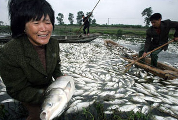 Nhung nguyen nhan dan toi ca chet hang loat hinh anh