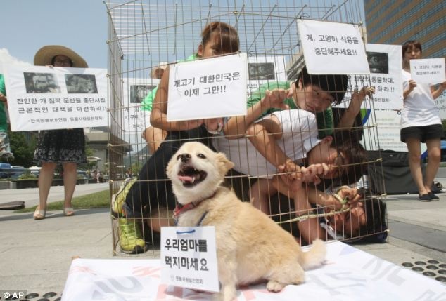 Nganh cong nghiep thit cho lui tan tai Han Quoc anh 2