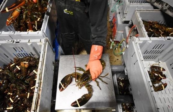 cong nghiep tom hum My anh 3