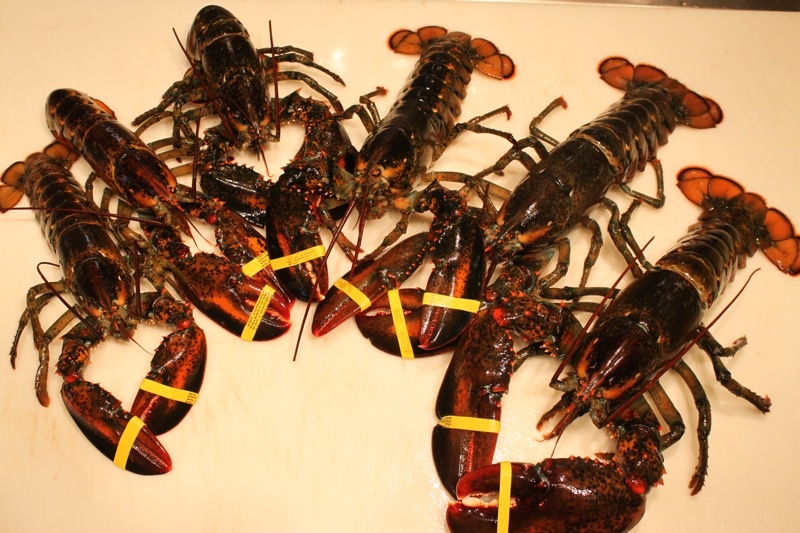 Khi Trung Quoc cuu nganh cong nghiep tom hum My hinh anh