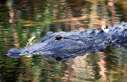 Tim thay thi the be trai bi ca sau loi xuong ho o My hinh anh