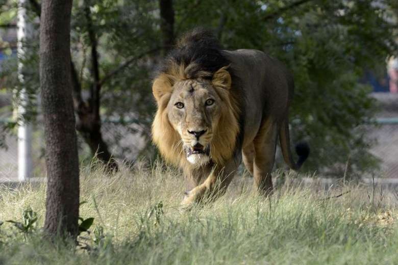 An Do ket an chung than mot con su tu anh 1