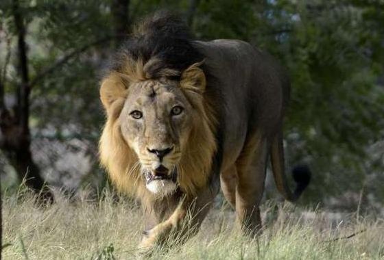 An Do phat 'tu chung than' su tu an thit nguoi hinh anh