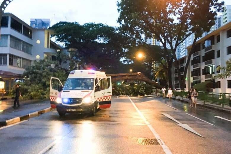 mưa lởn khiến cây đổ ở Singapore ảnh 5 mua lon khien cay do o Singapore anh 5