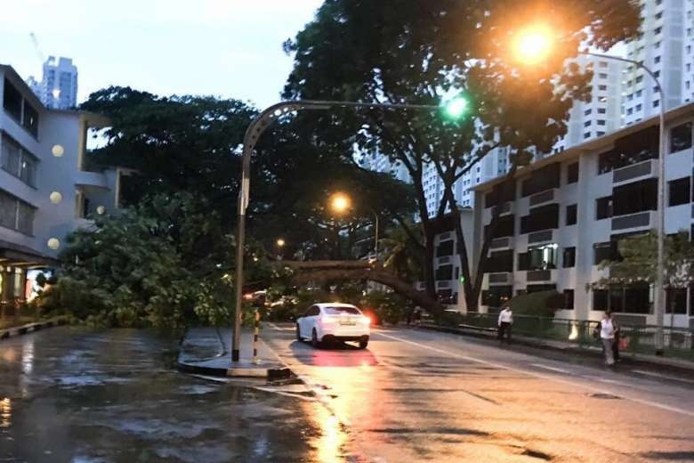 mưa lởn khiến cây đổ ở Singapore ảnh 6 mua lon khien cay do o Singapore anh 6