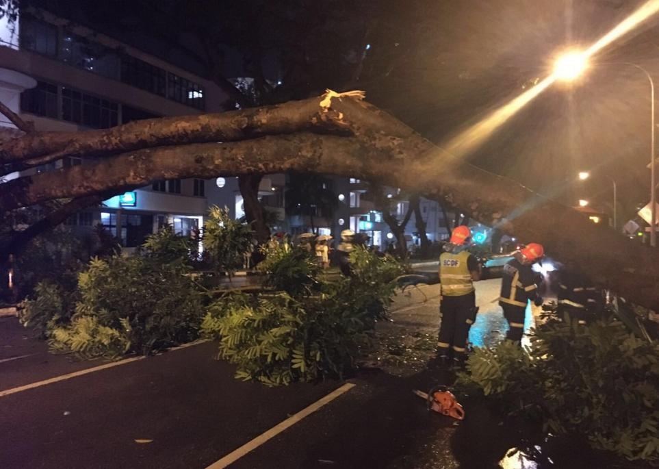 Mua xoi xa gay ngap lut, do cay o Singapore hinh anh