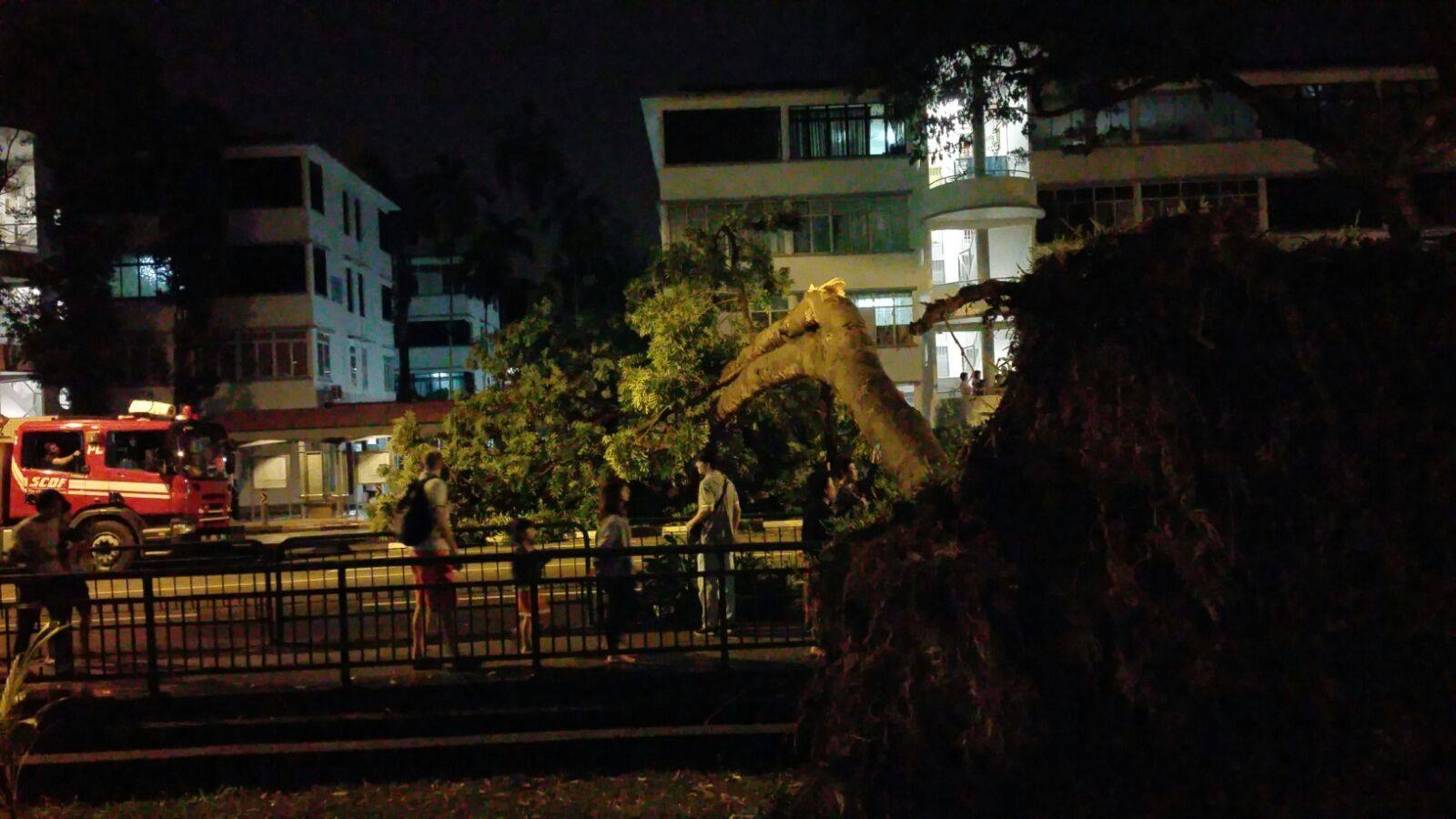 mưa lởn khiến cây đổ ở Singapore ảnh 7 mua lon khien cay do o Singapore anh 7