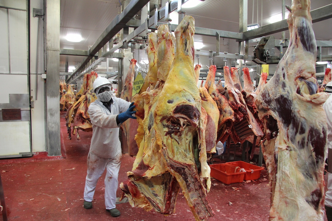 Quy trinh giet mo bo dung tieu chuan o Australia hinh anh