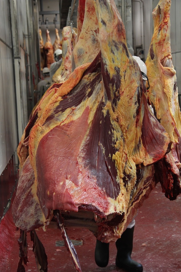 quy trinh giet mo gia suc anh 4