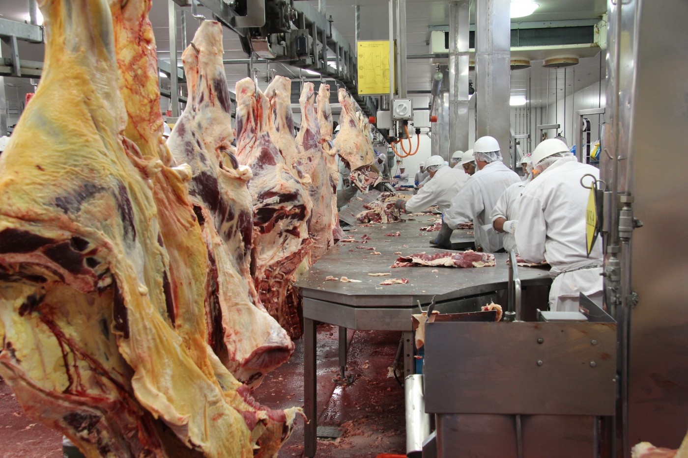 quy trinh giet mo gia suc anh 6