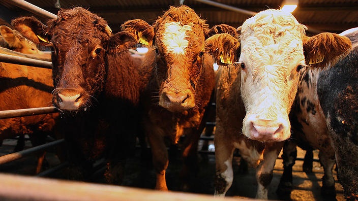 quy trinh giet mo gia suc anh 1