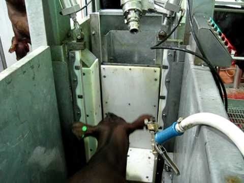 quy trinh giet mo gia suc anh 3