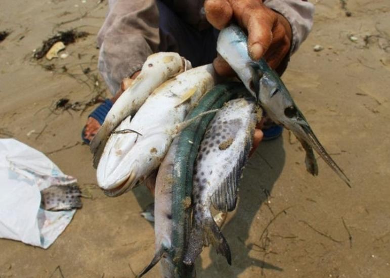 Du luan Dai Loan: Bai hoc dat gia cua Formosa hinh anh