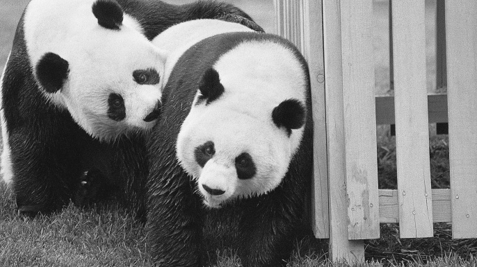 ngoai giao gau truc anh 1