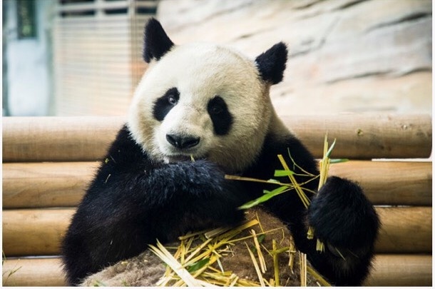 Gau truc Trung Quoc tai So thu Berlin hinh anh