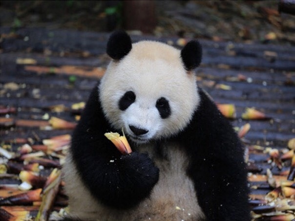 Gau truc: Su gia ngoai giao doc dao cua Trung Quoc hinh anh